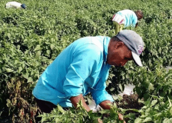 La United Farm Workers demanda al gobierno de EU