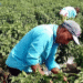 La United Farm Workers demanda al gobierno de EU