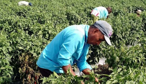 La United Farm Workers demanda al gobierno de EU