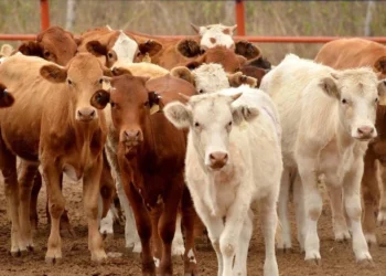 A NIVEL NACIONAL México ampliará operativo contra gusano barrenador