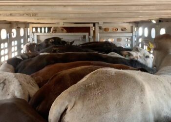 Veto a exportación ‘pega’ a ganaderos