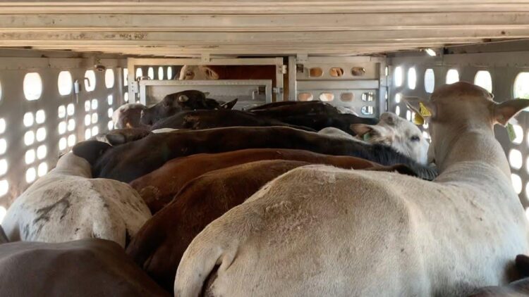 Veto a exportación ‘pega’ a ganaderos