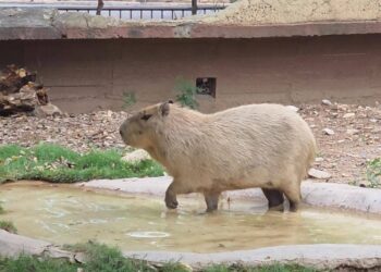 Pareja de capibaras arriba al Zoológico de Tamatán