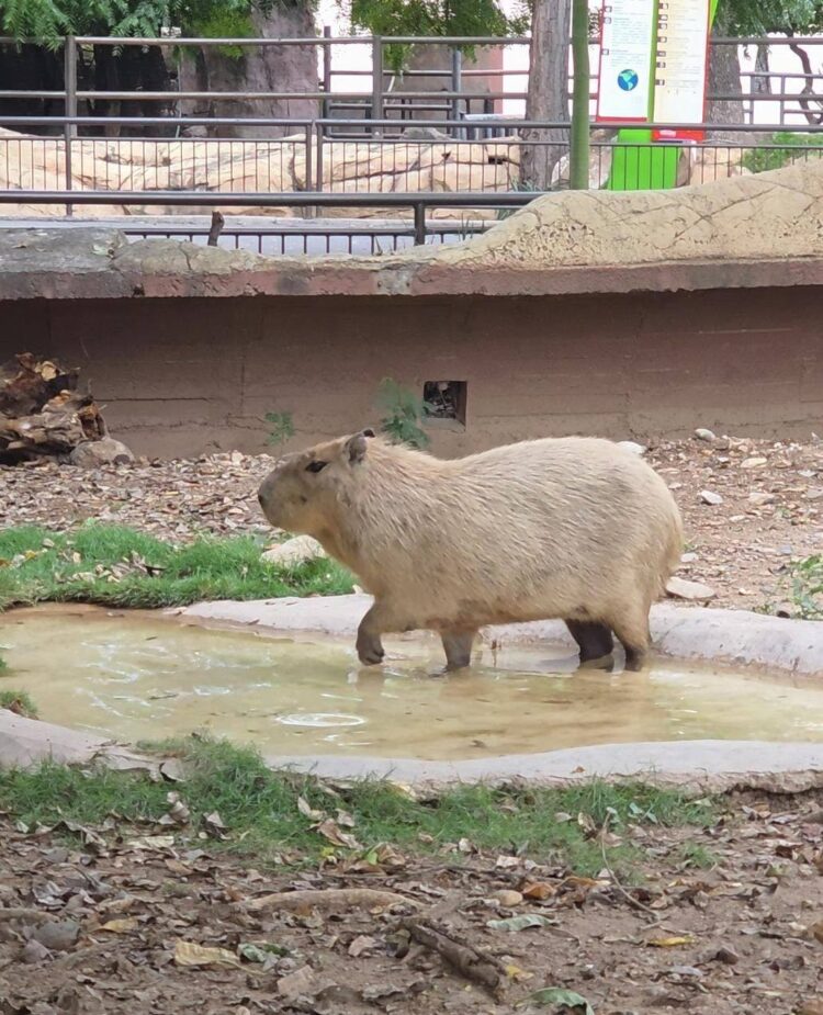 Pareja de capibaras arriba al Zoológico de Tamatán