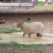 Pareja de capibaras arriba al Zoológico de Tamatán