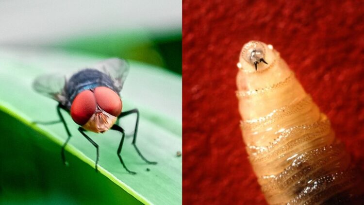 Encarece carne el gusano barrenador