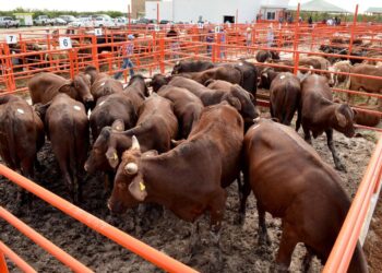 TEMPORADA DECEMBRINA Repunta 50% actividad en el Rastro Municipal
