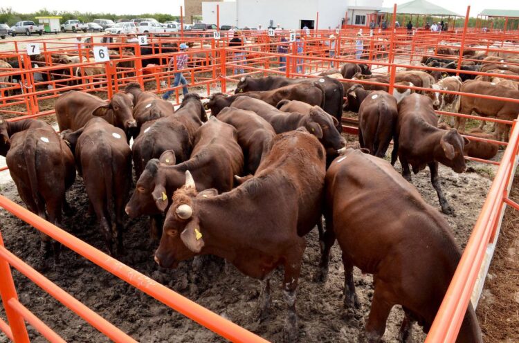 TEMPORADA DECEMBRINA Repunta 50% actividad en el Rastro Municipal