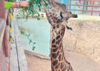 Refuerza Zoológico cuidado de especies
