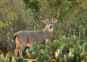 TEMPORADA CINEGÉTICA 2025 Esperan “cazar” 15 millones de dólares