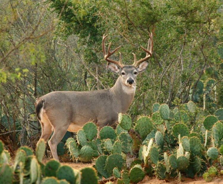 TEMPORADA CINEGÉTICA 2025 Esperan “cazar” 15 millones de dólares