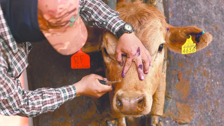 PLAGA DE GUSANO BARRENADOR Declara Abbott zona de desastre a Texas