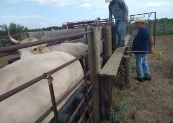 Refuerzan la vigilancia por gusano barrenador