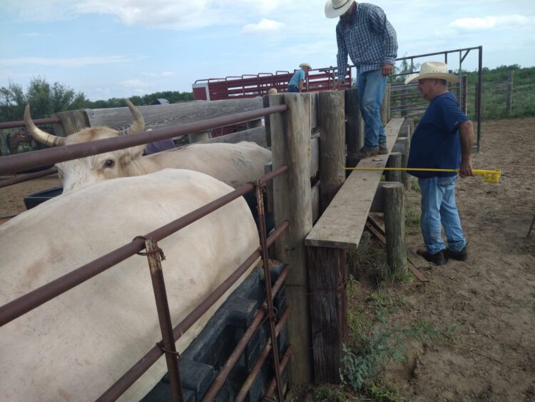 Refuerzan la vigilancia por gusano barrenador