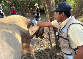 Instalan cerco sanitario contra gusano barrenador