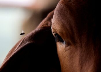 CAUSA PRESIONES INFLACIONARIAS Genera crisis gusano barrenador