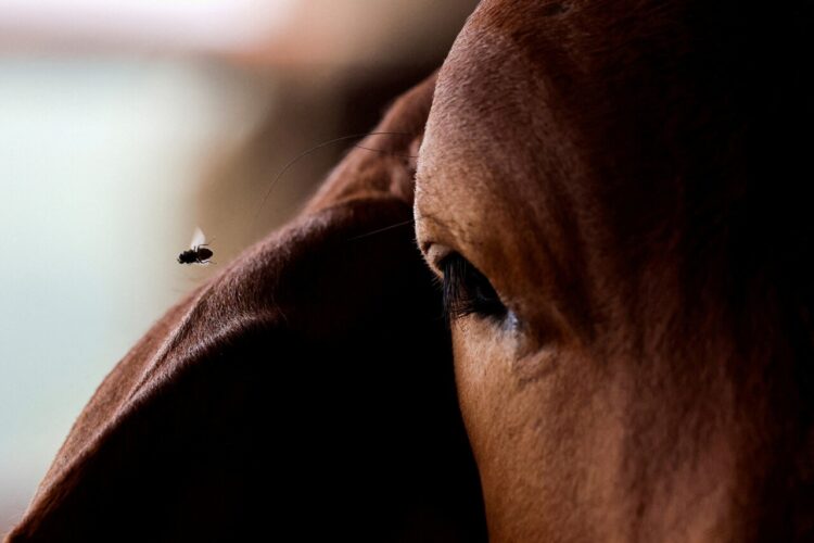 CAUSA PRESIONES INFLACIONARIAS Genera crisis gusano barrenador