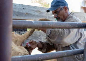 Aplicarán ivermectina gratis a ganado