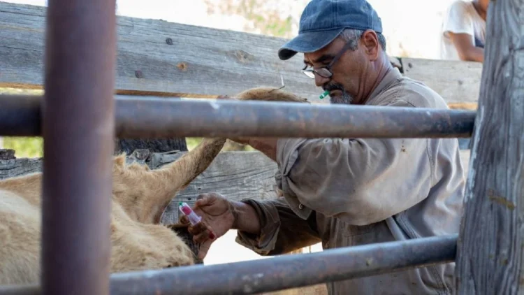Aplicarán ivermectina gratis a ganado