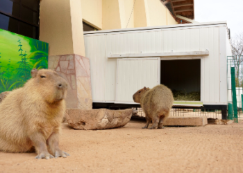 ZOOLÓGICO DE NUEVO LAREDO REFUERZA MEDIDAS DE PROTECCIÓN ANIMAL ANTE BAJAS TEMPERATURAS