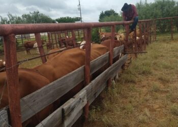 Afecta a los ganaderos sequía y baja de precios
