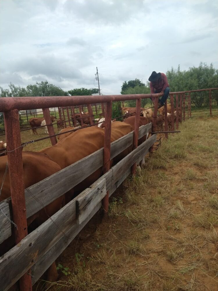 Afecta a los ganaderos sequía y baja de precios