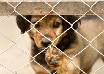 Buscan que adopten mascotas vacunadas