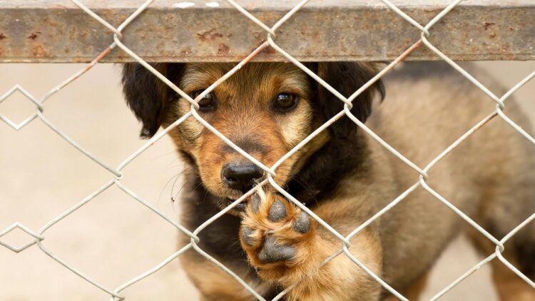 Buscan que adopten mascotas vacunadas