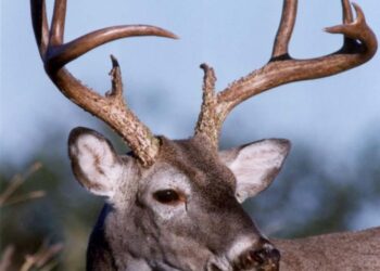 SALUD ANIMAL Preocupa a “venaderos” la plaga de gusano barrenador