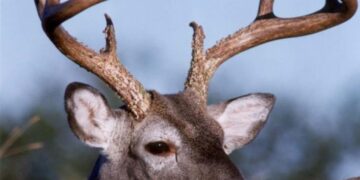 SALUD ANIMAL Preocupa a “venaderos” la plaga de gusano barrenador