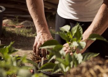 MEDIO AMBIENTE Reforestan al sur de Nuevo Laredo
