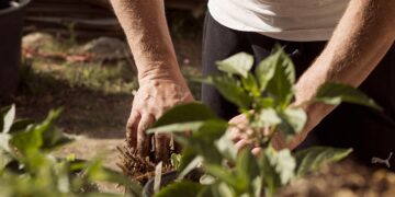 MEDIO AMBIENTE Reforestan al sur de Nuevo Laredo