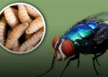 Refuerzan acciones sanitarias