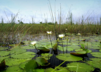 Apoya UAT conservación de humedales