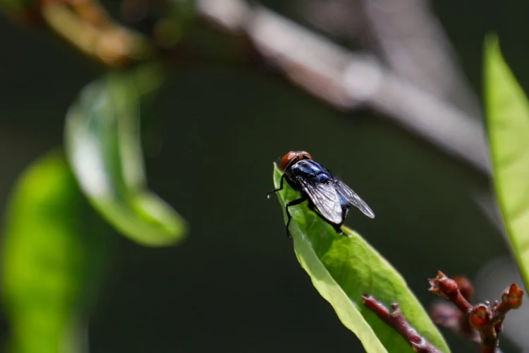 DEPARTAMENTO DE AGRICULTURA Se preparan para proteger al ganado