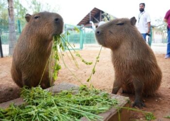 Invitan al Zoo y acuario en vacaciones