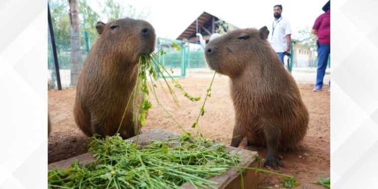 Invitan al Zoo y acuario en vacaciones