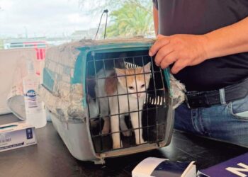 PROTECCIÓN A MASCOTAS Continuarán las campañas de esterilización