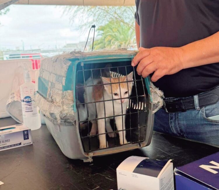 PROTECCIÓN A MASCOTAS Continuarán las campañas de esterilización