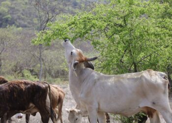 EN EL SECTOR AGROPECUARIO Preocupa a ganaderos falta de lluvia