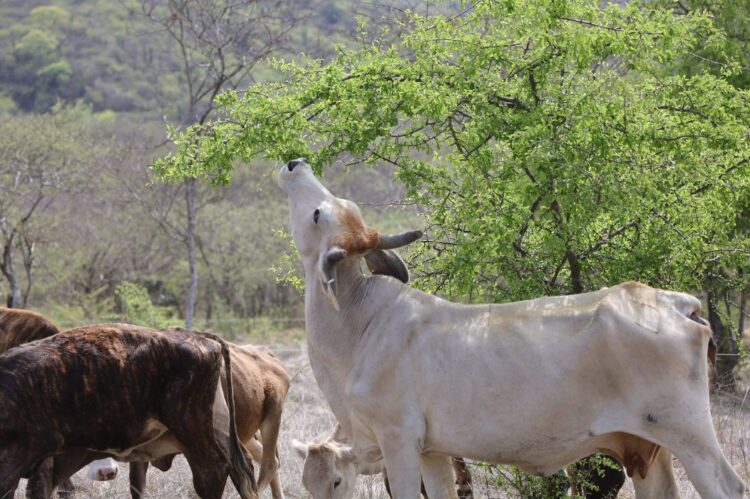 EN EL SECTOR AGROPECUARIO Preocupa a ganaderos falta de lluvia