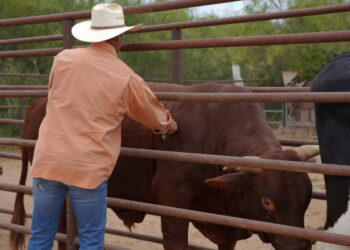 Apoya gobierno municipal a ganaderos