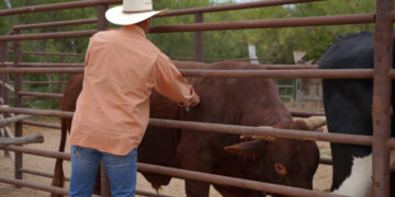 Apoya gobierno municipal a ganaderos