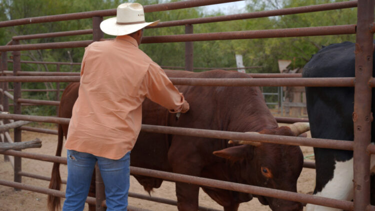 Apoya gobierno municipal a ganaderos