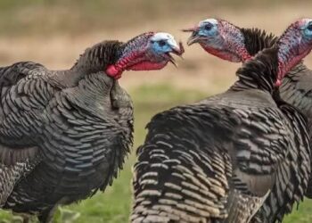 Caza de guajolote atrae turismo cinegético