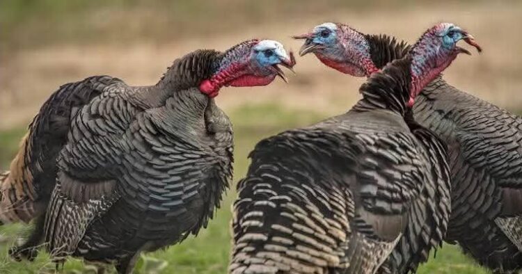 Caza de guajolote atrae turismo cinegético