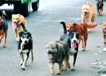 AUMENTAN MORDIDAS Calor vuelve bravos a perros… y atacan