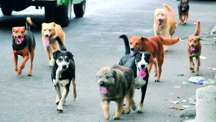 AUMENTAN MORDIDAS Calor vuelve bravos a perros… y atacan