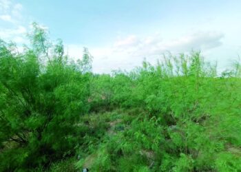 GANADEROS CELEBRAN Lluvias alivian crisis del campo