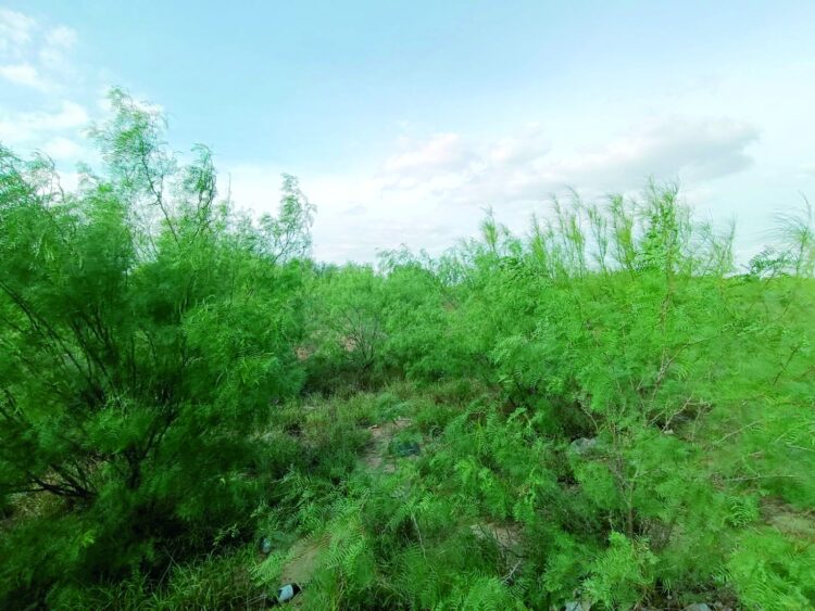 GANADEROS CELEBRAN Lluvias alivian crisis del campo